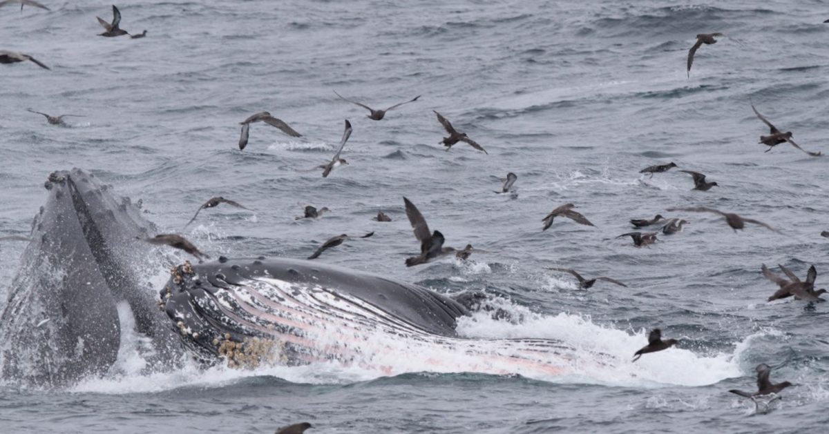 Map showing seabird and whale hotspots within Cordell Bank and Greater Farallones National Marine Sanctuaries