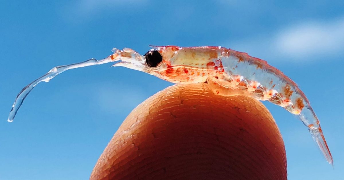 Krill and other zooplankton used as ecosystem indicators to track ocean responses to climate change